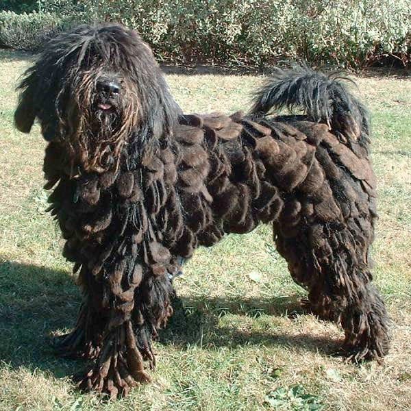 Weird looking best sale dog breeds